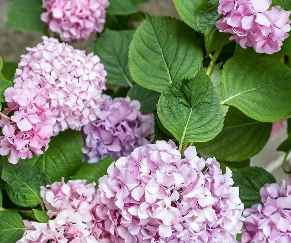 Hani Luxury Apartamento Split