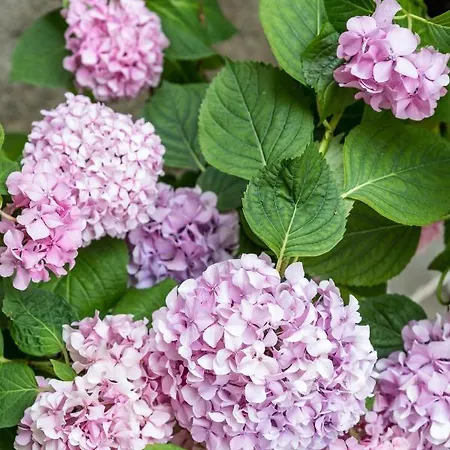 Hani Luxury Daire Split